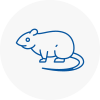 Rat Control Haverhill