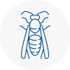 Haverhill Wasp Nest Removal